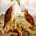 Bonelli's Eagle